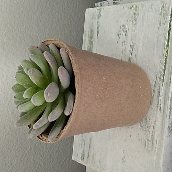 Succulent in a ceramic pot - Picture 7 of 9